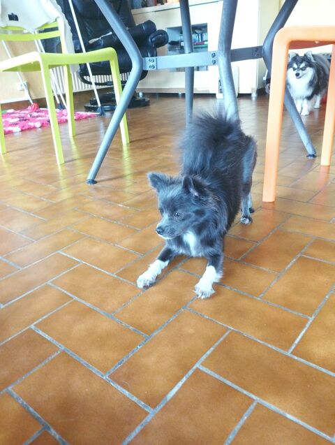 Vend chiot femelle pomchi VOUS POUVEZ FAIRE UNE PROPOSITION 1885 61160 Nécy