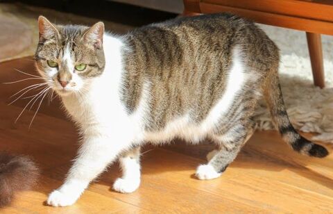 AZALEE FEMELLE TIGRE BLANC 7 ANS 1/2 195 92260 Fontenay-aux-roses