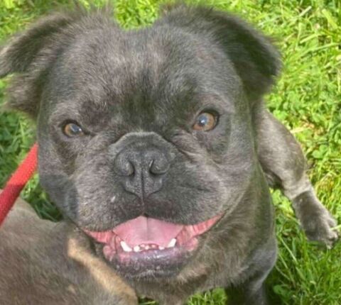 Bouledogue  fluffy 450 59186 Anor