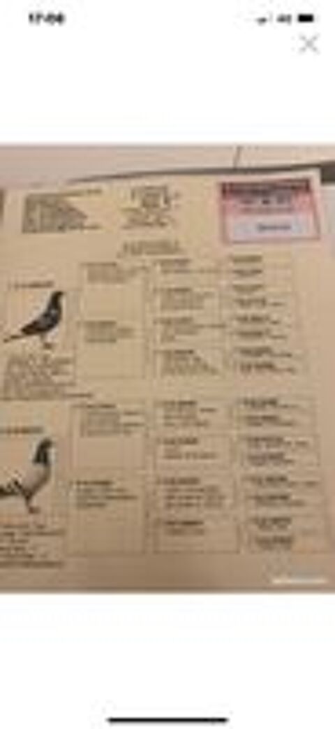   Pigeons voyageurs 2023 