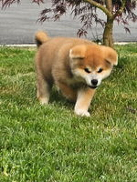   Donne akita inu pour cause de mutation au moyen orient. 