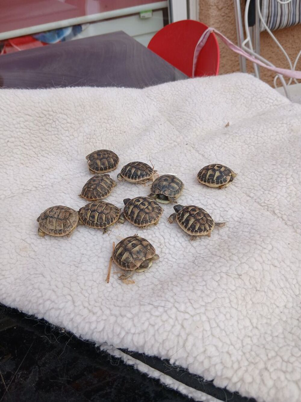   tortues terrestres  