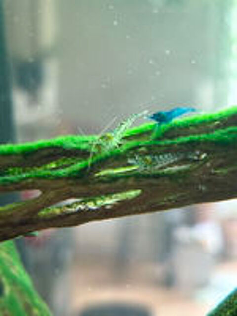   Crevettes Neocaridina déclassées 