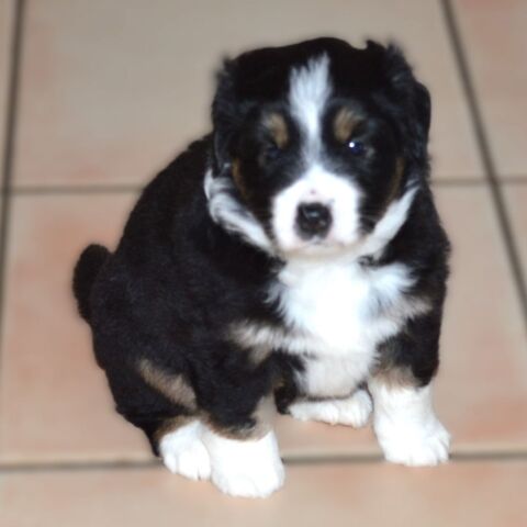 Chiots &agrave; r&eacute;server seront disponibles fin mars
1600 47300 Villeneuve-sur-lot