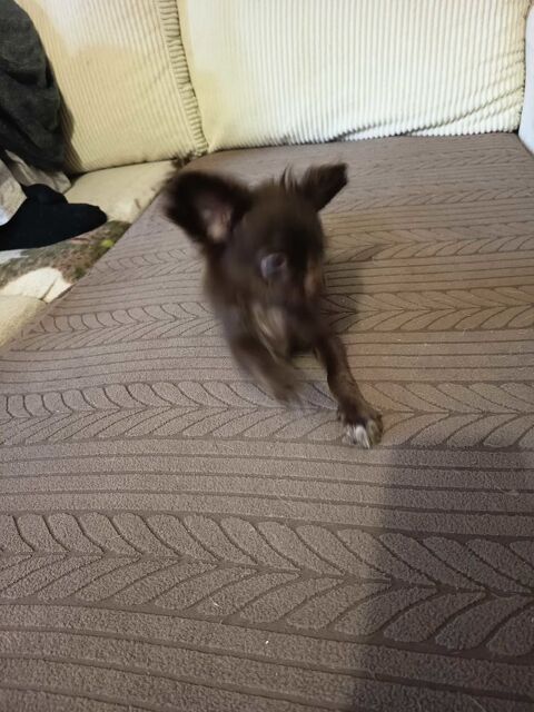 Chihuahua m&agrave; le chocolat 1000 66000 Perpignan