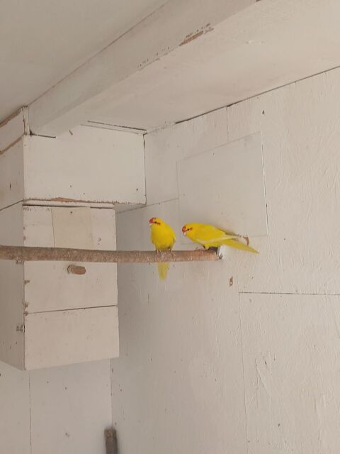 1-1 kakariki Fr b26 30 67500 Haguenau