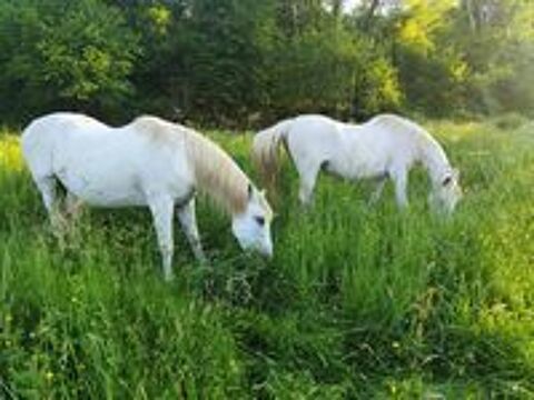   Chevaux inséparables  