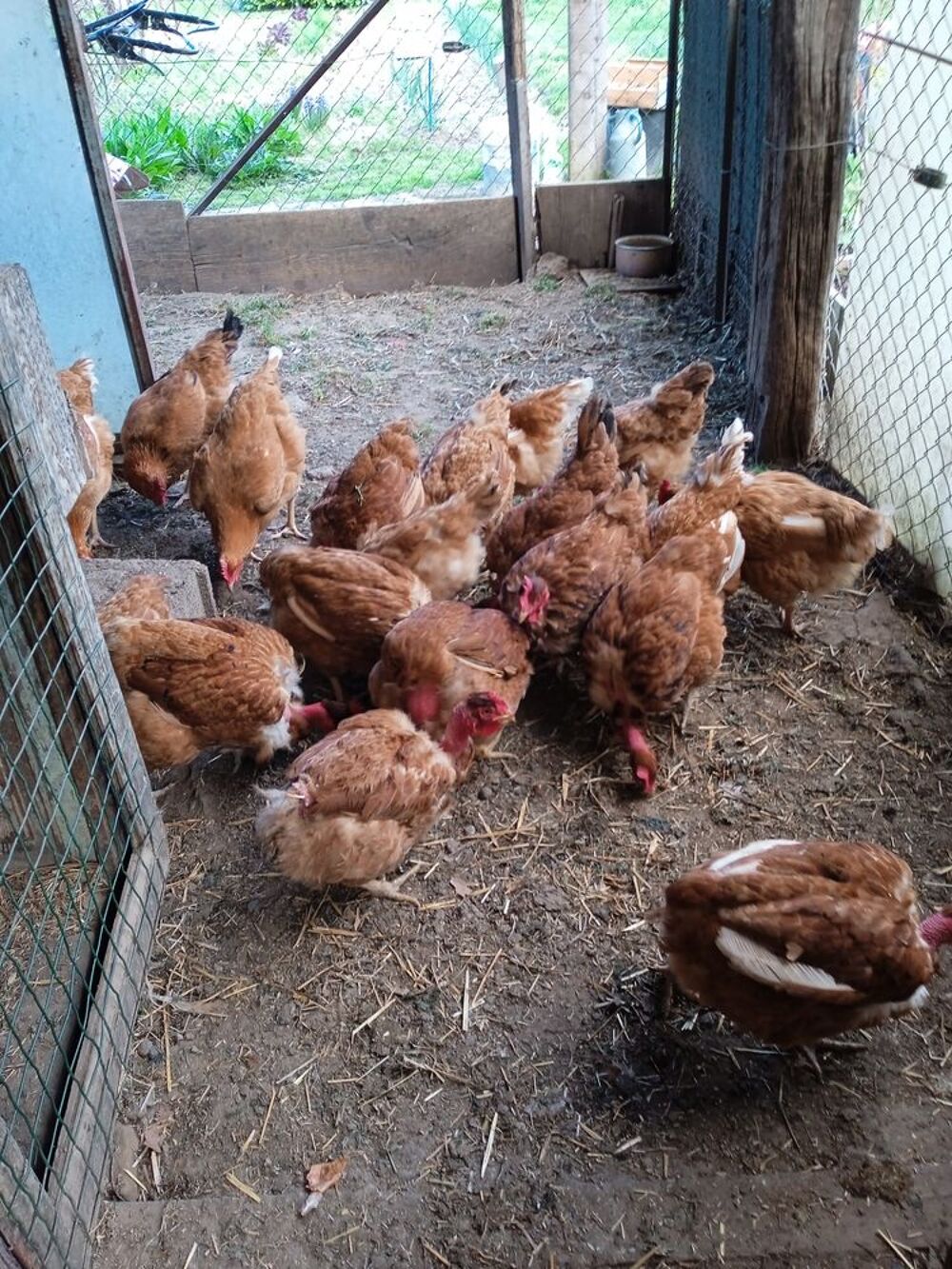   poules pondeuse 