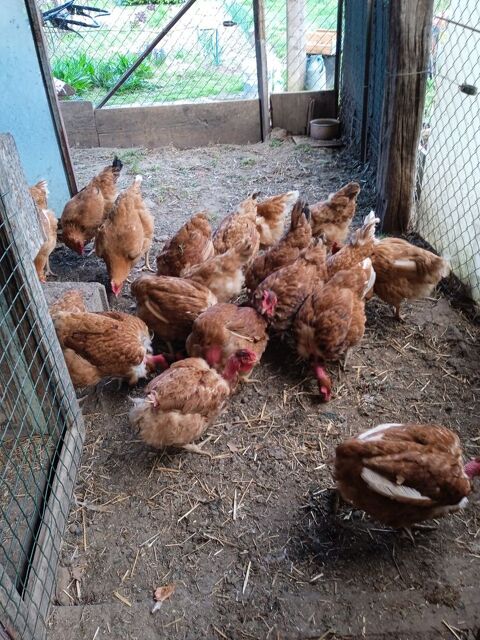 poules pondeuse 15 84240 La tour-d'aigues