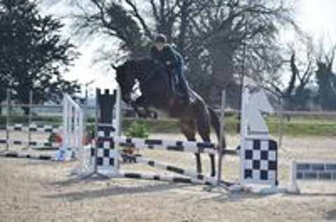   DP hongre 5 ans SF polyvalent 