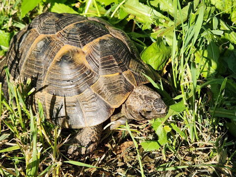 Tortues grecque  0 38150 Salaise-sur-sanne
