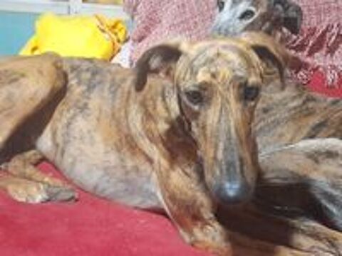   PAQUITO  