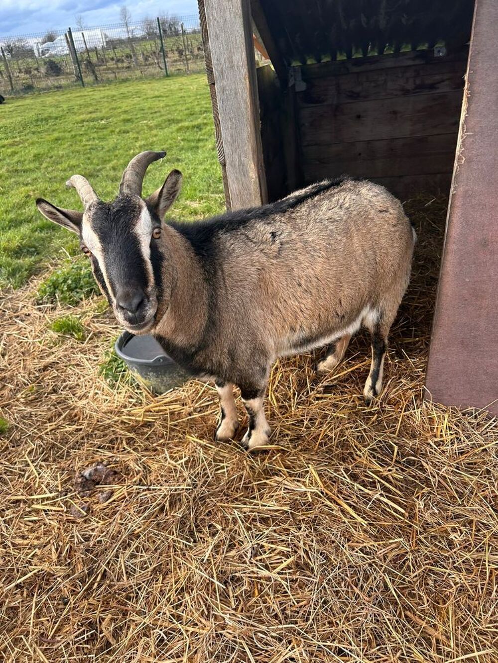  bouc et chèvre 