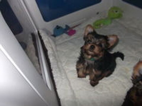   magnifique chiot yorkshire terrier male 
