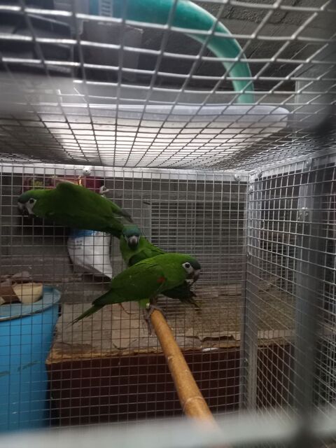 ara nobilis 350 43210 Bas-en-basset