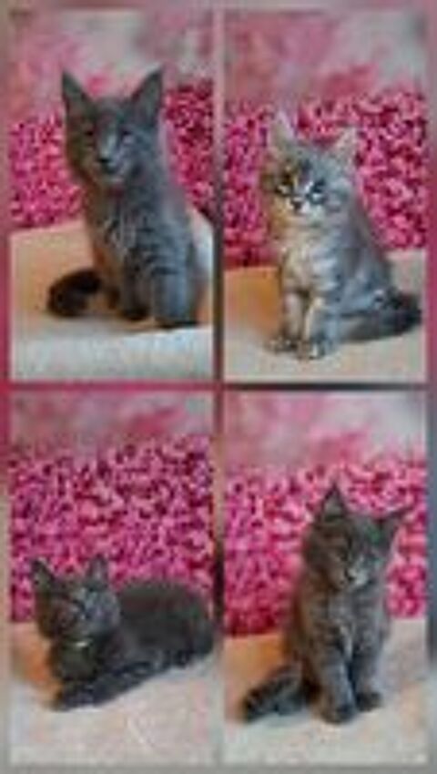   Chatons maine coon LOOF  
