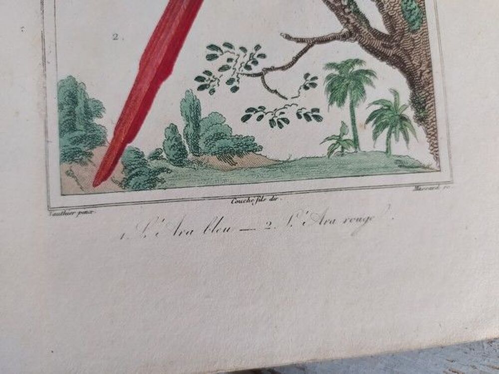Ancienne Gravure Oiseaux de Buffon L'Ara Bleu et L'Ara Rouge 