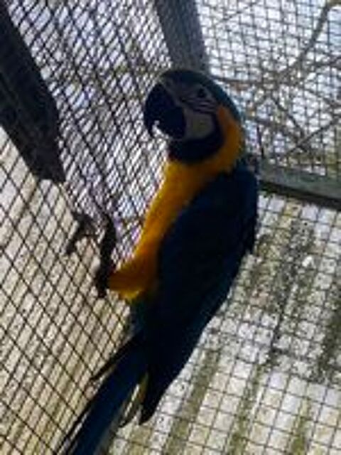   perroquet bleu et jaune ara 