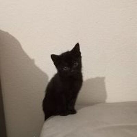   Chat TIKA à l adoption 