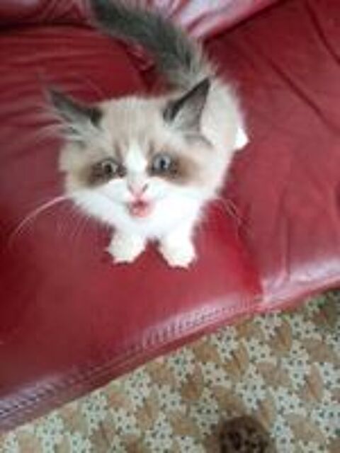   Chatons Persans  
