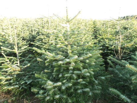 sapins nordmann nobilis epicea 4 Quarré-les-Tombes (89)