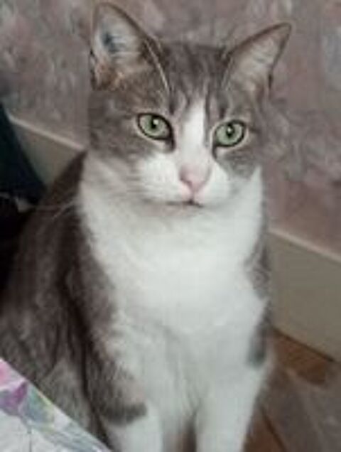   POMPE CHAT GRIS & BLANC 6 ANS 