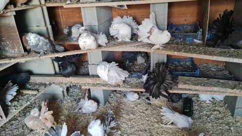 pigeons paons indiens 10 34450 Vias