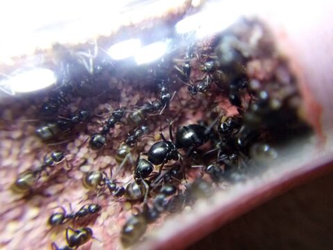 Colonie de fourmis / formica 59210 Coudekerque-branche