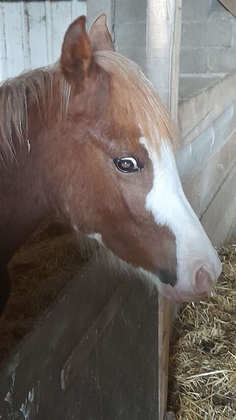 Pouliche pur sang arabe sabino dw 5000 03230 Beaulon