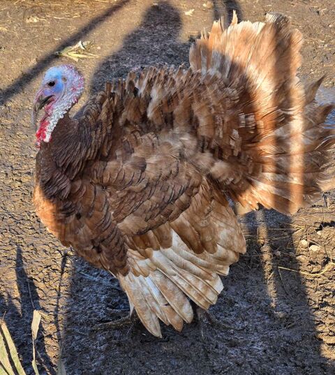 Dindon rouge des Ardennes 35 71360 �pinac