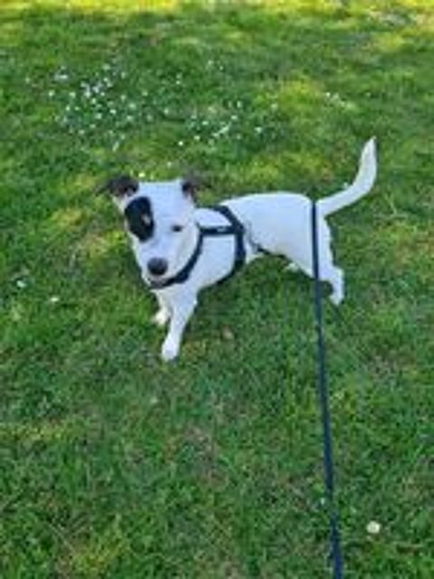   DONNE CHIENNE A PARTICULIER AVEC JARDIN 