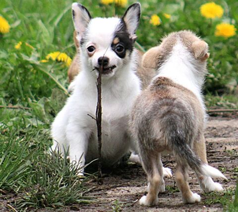 3 adorable pomchi 
Très sociable et câlin
650 67260 Diedendorf