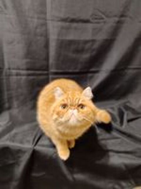   APOLLON DU DOMAINE AUX IRIS 