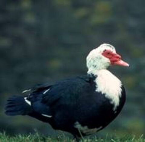   Canard de barbarie 