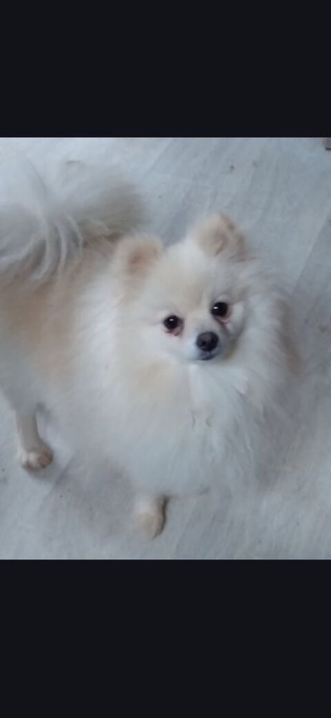 Spitz adulte femelle  780 31800 Estancarbon