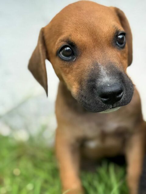 GOLIATH le ptit mignon 300 94600 Choisy-le-roi