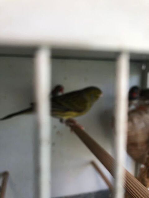 Canaris 20 17120 Semussac