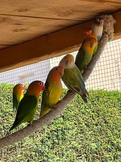 Ins&eacute;parables &agrave; adopter 15 44650 Corcou�-sur-logne