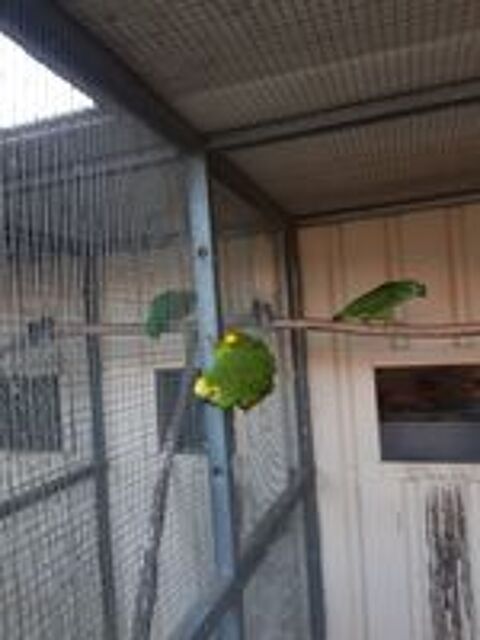    amazone aestiva male  