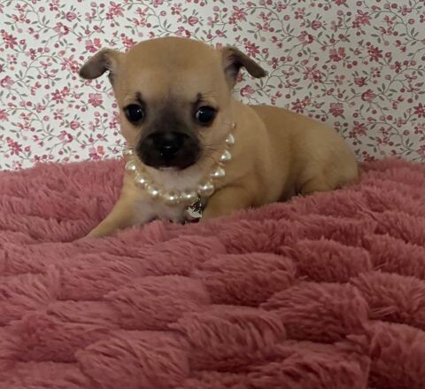 A réserver magnifique chiots chihuahuas  950 75010 Paris