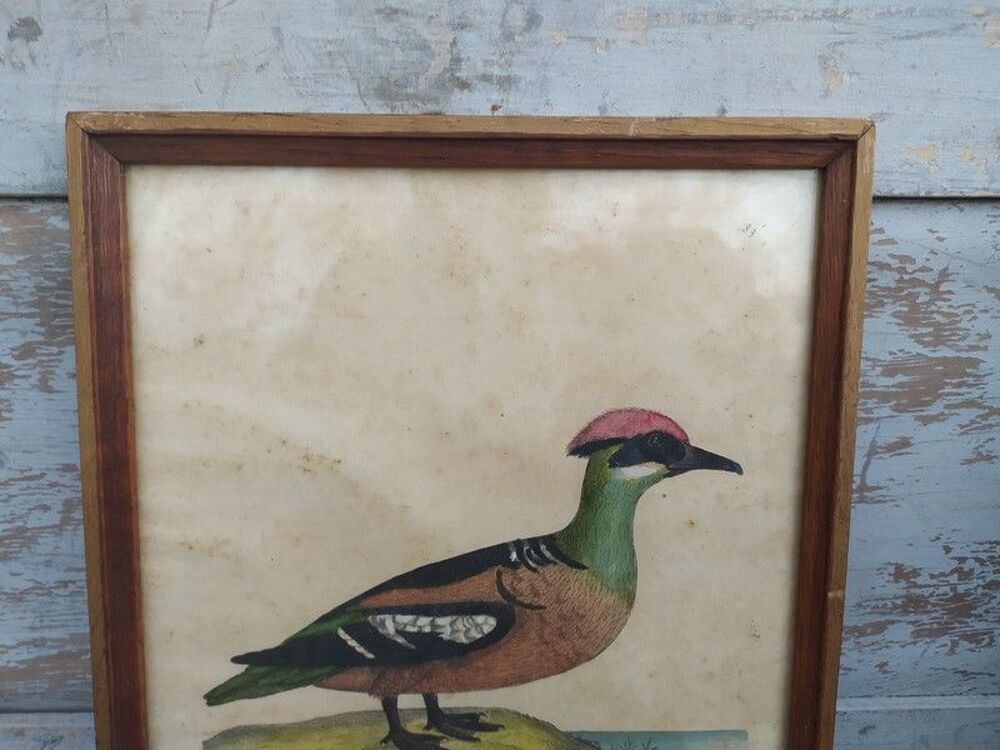 Tableau Gravure Ornithologie Albellus Eleazar Albin XVIIIe 