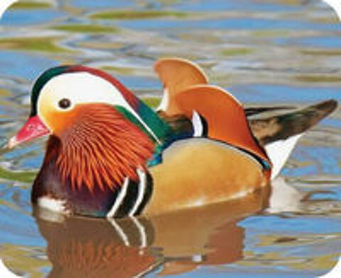   Canard Mandarin mâle 