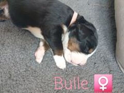   Chiots type bouvier bernois non LOF 