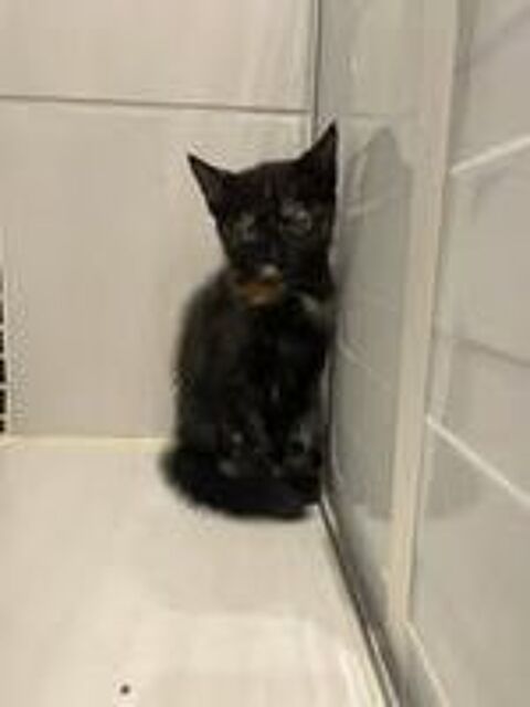   Chat KAL'IN à l adoption 
