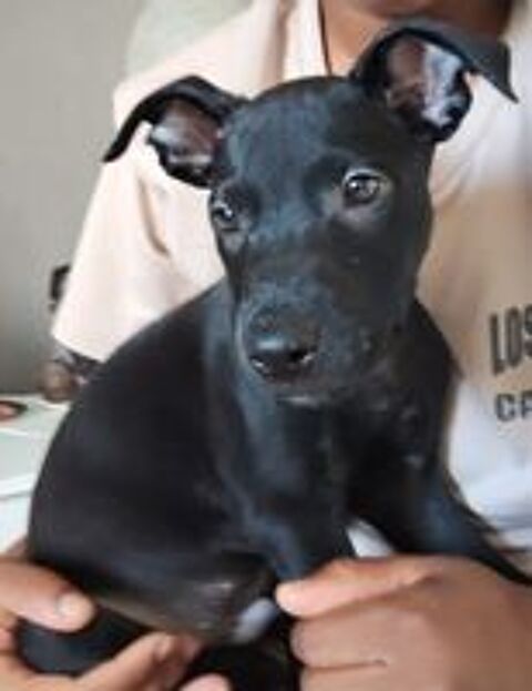   Fuego, 2 mois, cherche ses adoptants  