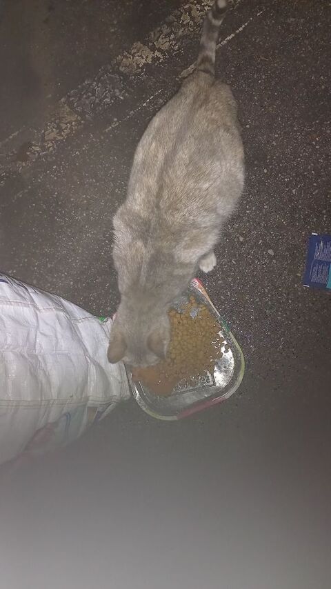 Association cherche Foyer pour chatte gestante 13004 0 13004 Marseille