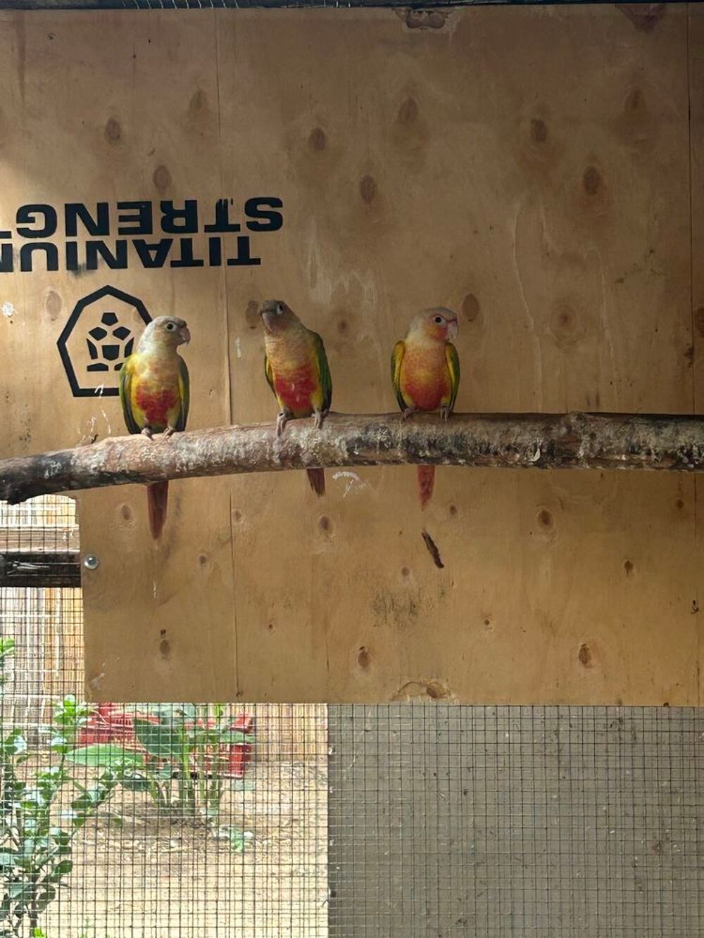   Mâle conure molinae  