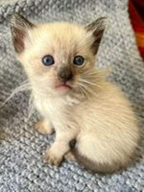   Chaton siamois Thaï M et F 