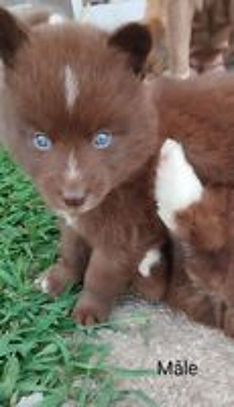   Magnifiques pomsky  