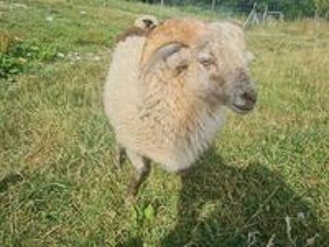   Mouton Ouessant  
